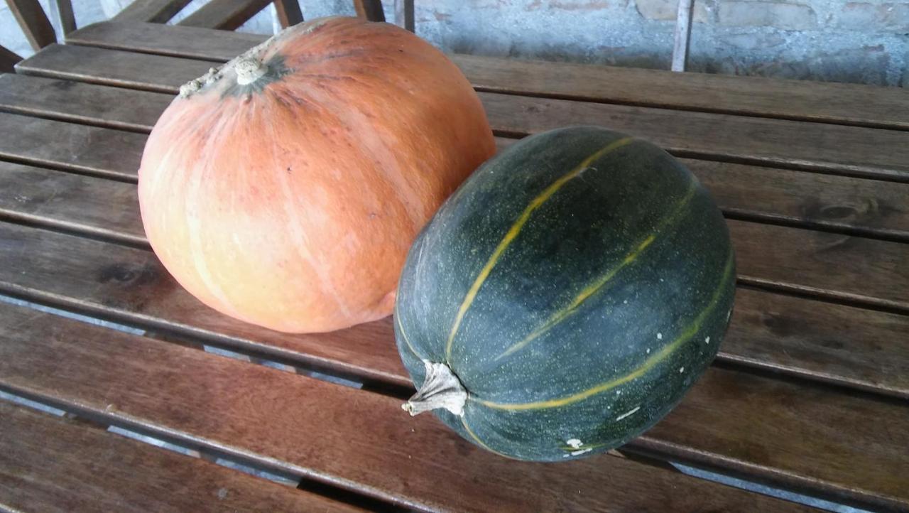 Agriturismo Il Bacucco Montecarotto Kültér fotó
